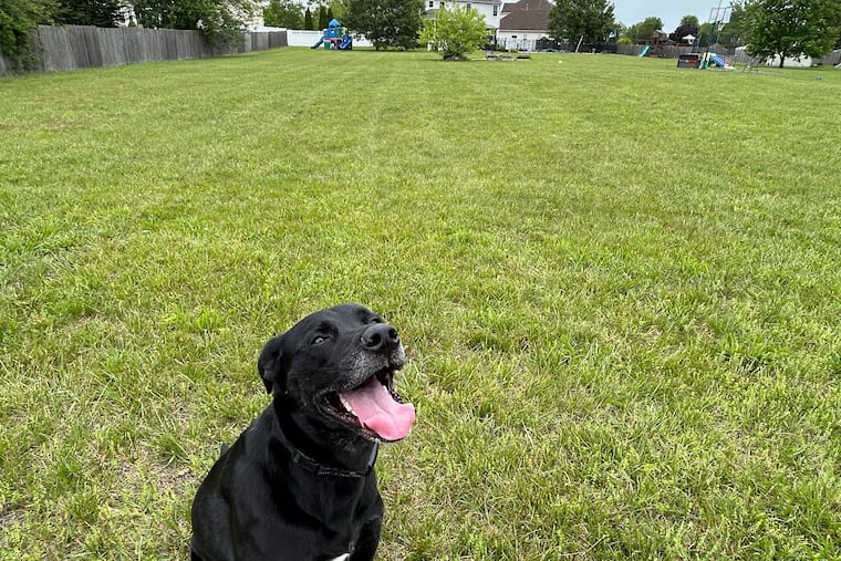 Sully Carlin, a 4-year-old black lab mix, was too tired to comment after running around a two-acre Sniffspot in South Jersey on a late spring day.