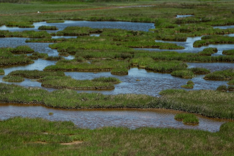 Pools of water that used to be solid marsh at Scotch Bonnet Island behind the Wetlands Institute in Stone Harbor. 
