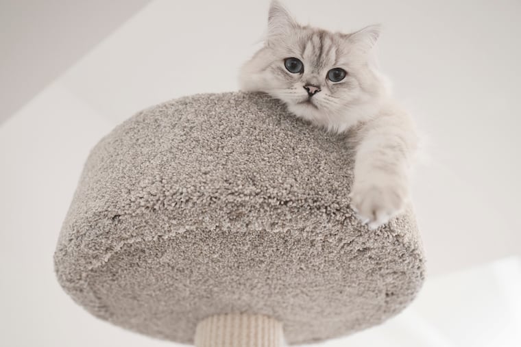 Zillow found that pet-friendly rental listings draw more attention and lease faster than ones that aren't.