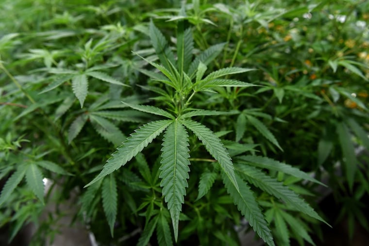 A marijuana leaf plant.