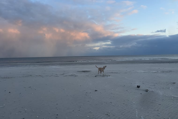 Colorful sky and a little bit of leftover snow (and a happy dog) in Ventnor City, N.J. on Feb. 20, 2025.