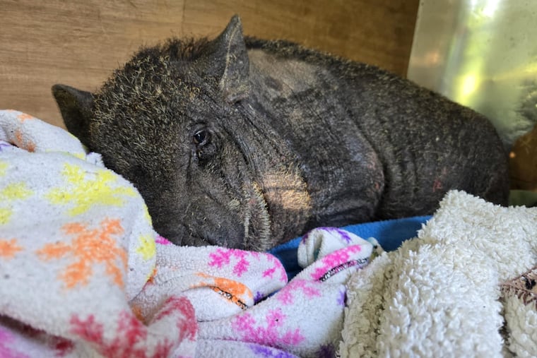 Otto, a rescue pig at House of Wiggle Goats in Lansdale, was treated for smoke inhalation and burns after a May 28 fire down a barn there. Numerous animals perished in the fire.